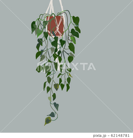 ポトス 観葉植物 ハンギング Cのイラスト素材