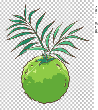 苔蘚球 苔蘚球 62148972