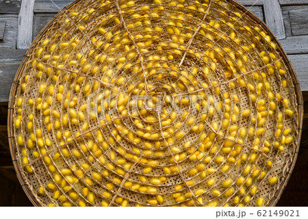 Silkworm nest capsules industry farm. 62149021