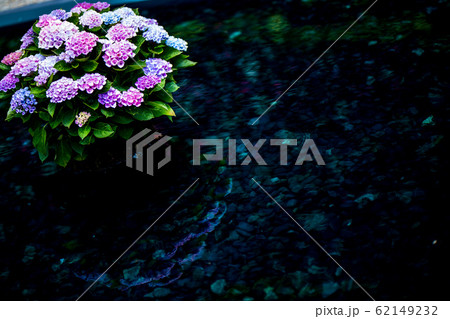 ラグナシア　紫陽花と水面リフレクション 62149232