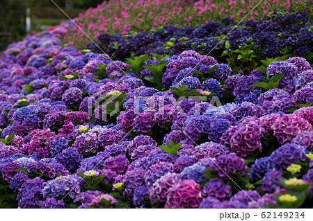 ラグナシア 紫陽花 ラグナシア 紫陽花 62149234