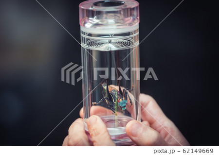 fighting cricket market full of insects in Hangzhou, China fighting cricket market full of insects in Hangzhou, China 62149669