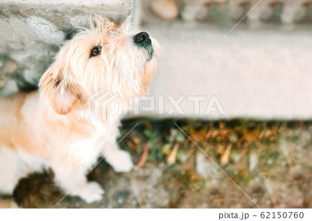 Lost dog. Lost dog. 62150760