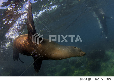 sea lion seal underwater while diving galapagos 62151169