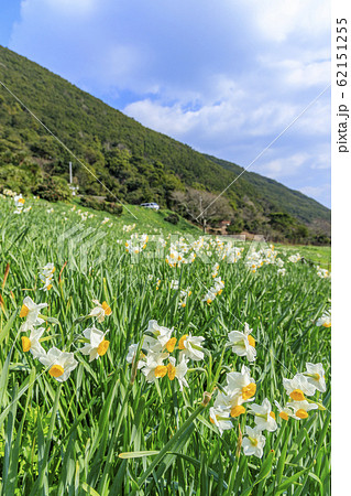 立川水仙郷 62151255