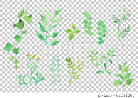 春のグリーン　色々な草花　水彩イラスト 62151265
