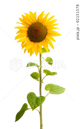sunflower flower 62151578