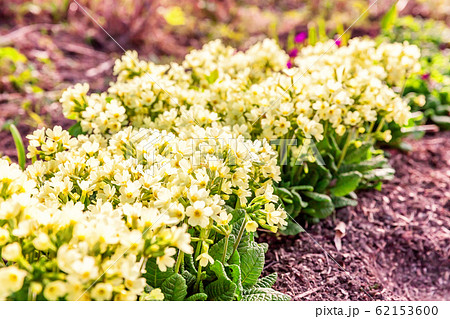 Primrose with yellow flowers Primrose with yellow flowers 62153600