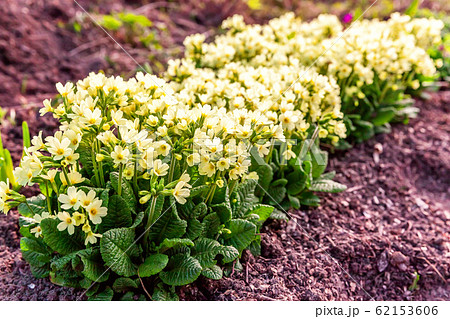 Primrose with yellow flowers 62153606