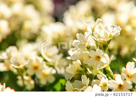 Primrose with yellow flowers Primrose with yellow flowers 62153717
