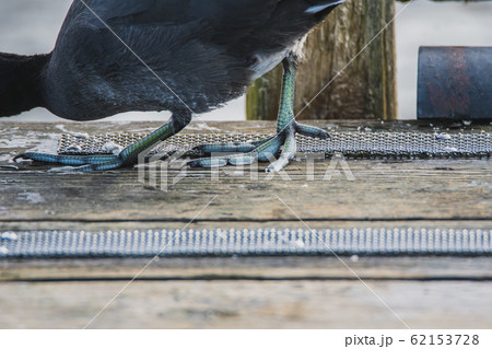 オオバンの足のクロ－ズアップ　　バンク－バ－、ブリティッシュコロンビア、カナダ 62153728