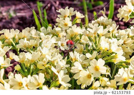 Primrose with yellow flowers 62153793