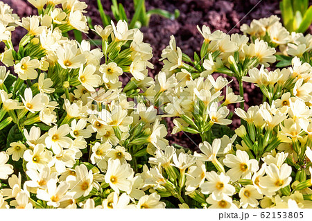 Primrose with yellow flowers 62153805