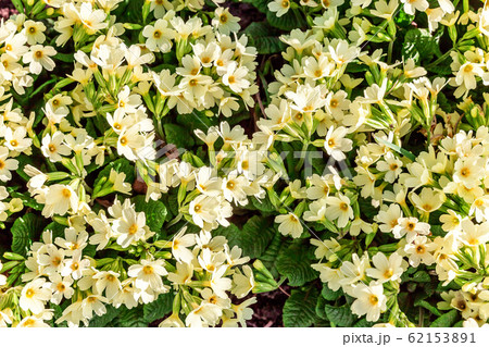 Primrose with yellow flowers 62153891
