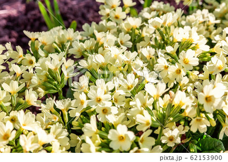 Primrose with yellow flowers 62153900