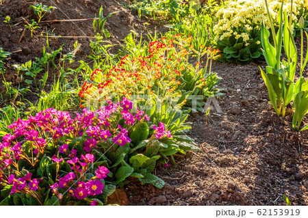Primrose Primula blooming on flower bed. Primrose Primula blooming on flower bed. 62153919