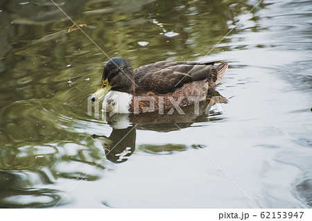 雌のマガモの合いの子の写真 ビクトリア、ブリティッシュコロンビア、カナダ 雌のマガモの合いの子の写真 ビクトリア、ブリティッシュコロンビア、カナダ 62153947