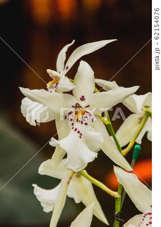 オンシジュームの花の写真 ビクトリア ブリティッシュコロンビア カナダ オンシジュームの花の写真 ビクトリア ブリティッシュコロンビア カナダ 62154076