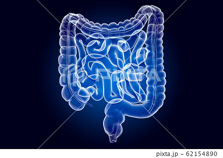 Human intestines, x-ray hologram. 3D rendering Human intestines, x-ray hologram. 3D rendering 62154890
