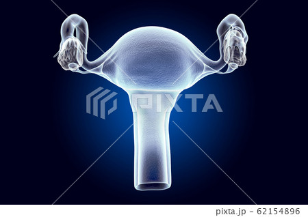 Female uterus, x-ray hologram. 3D rendering 62154896