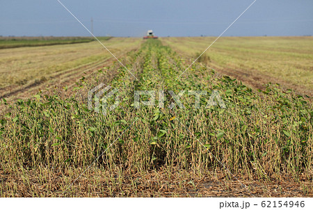 Soybean field harvesting Soybean field harvesting 62154946