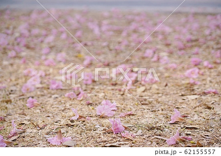 タイの桜、モモイロノウゼン、キダチベニウゼン、ピンクテコマ、チョンプー・パンティップの花びら 62155557