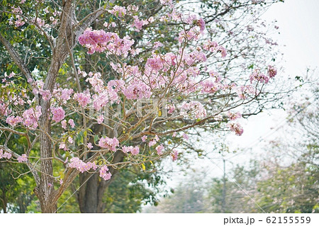 タイの桜、モモイロノウゼン、キダチベニウゼン、ピンクテコマ、チョンプー・パンティップ タイの桜、モモイロノウゼン、キダチベニウゼン、ピンクテコマ、チョンプー・パンティップ 62155559