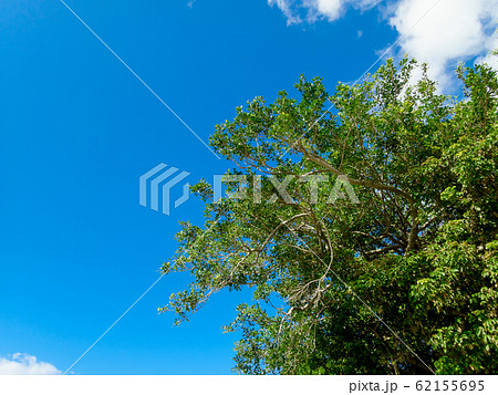 夏の空に生える大きなガジュマルの木 夏の空に生える大きなガジュマルの木 62155695