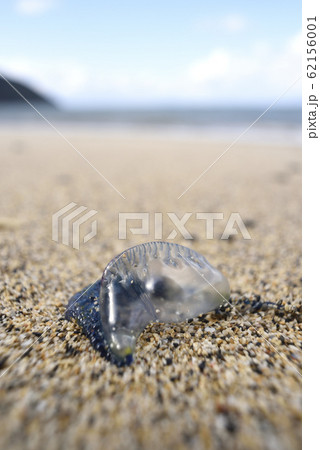 奄美大島のカツオノエボシ 62156001