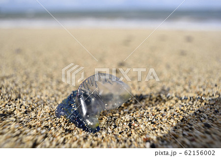 奄美大島のカツオノエボシ 62156002