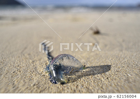 奄美大島のカツオノエボシ 62156004