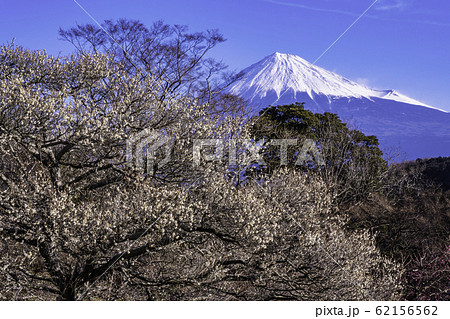 （静岡県）岩本山公園の白梅と富士山 62156562