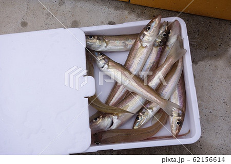 冬のキス釣り　スライドまな板 62156614