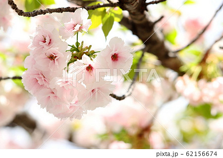 八重桜咲く二ヶ領用水 八重桜咲く二ヶ領用水 62156674
