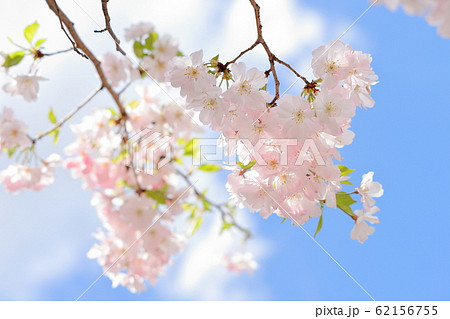 八重桜咲く二ヶ領用水 八重桜咲く二ヶ領用水 62156755