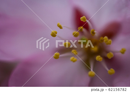 ピンクの桜 62156782