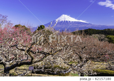(静岡県)岩本山、紅白の梅と富士山 (静岡県)岩本山、紅白の梅と富士山 62157180