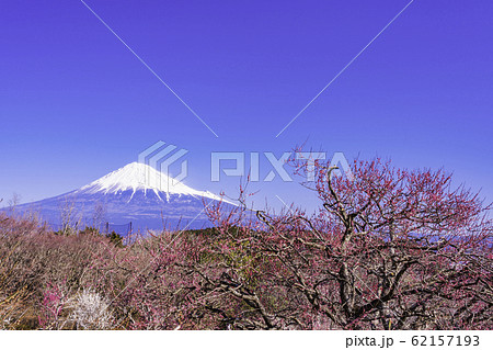 （静岡県）岩本山、紅白の梅と富士山 62157193