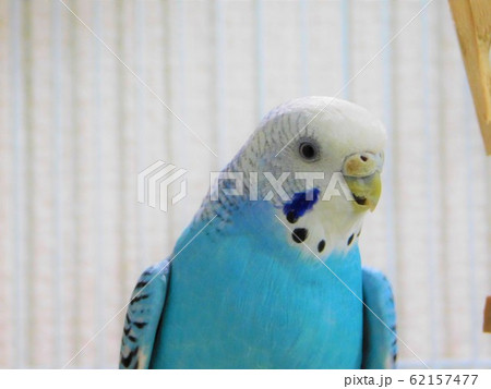 セキセイインコ 62157477