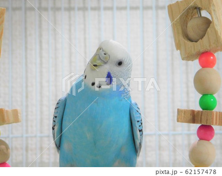 セキセイインコ 62157478