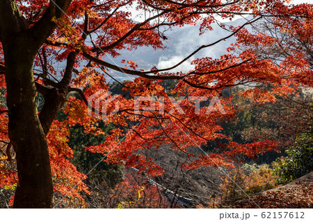 湖南三山 紅葉の枝 秋の善水寺の境内より野洲川方面をのぞむ 湖南三山 紅葉の枝 秋の善水寺の境内より野洲川方面をのぞむ 62157612