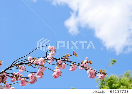 八重桜咲く二ヶ領用水 八重桜咲く二ヶ領用水 62157733