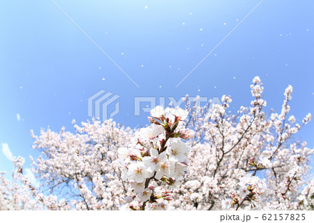 東京　多摩川土手の桜ふぶき 62157825