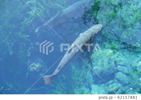 忍野八海・清水に佇む鱒 62157881