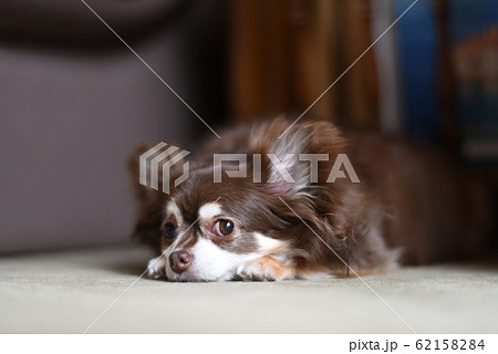 わんこ上目づかい 62158284