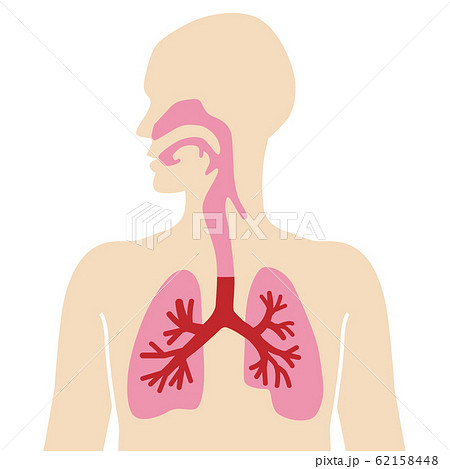 Human body diagram lung respiratory system - Stock Illustration [62158448]  - PIXTA