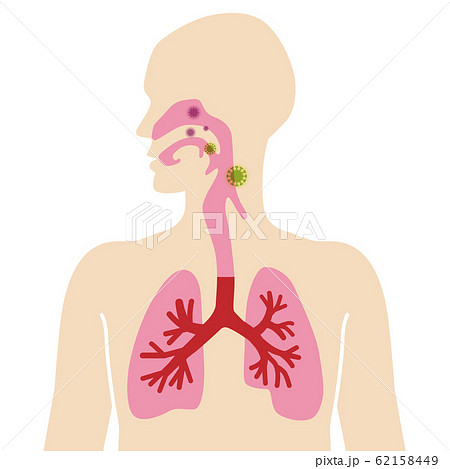 人体図 肺 呼吸器系 ウイルス感染のイラスト素材