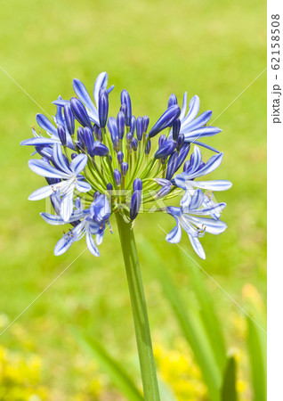 blue flower of agapanthus africanus 62158508