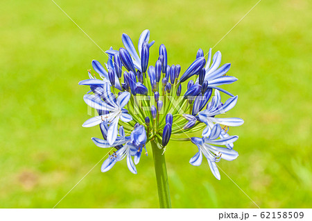 blue flower of agapanthus africanus 62158509