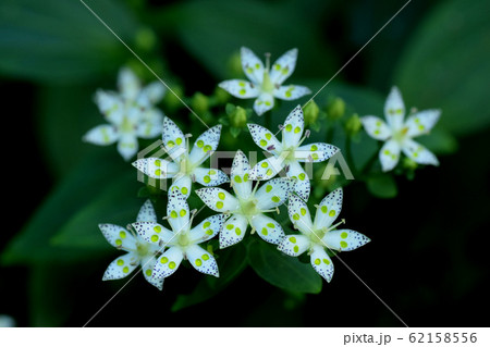 アケボノソウ 62158556